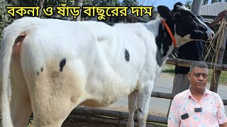 উন্নত জাতের ৪টি ফ্রিজিয়ান বকনা ও ১টি ফ্রিজিয়ান ষাঁড় বাছুরের ধামাকা কালেকশন