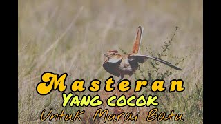 Mongolian LARK, cocok buat masteran murai batu