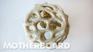 Fungus: The Plastic of the Future