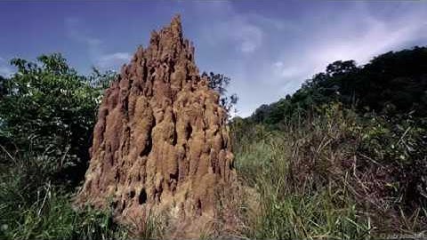 Scientists discover: the secret behind incredible towers of ants.