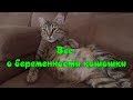 ВСЕ О БЕРЕМЕННОСТИ КОШКИ Уход за кошкой  ALL ABOUT CAT PREGNANCY Caring for a cat