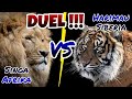 SINGA AFRIKA VS HARIMAU SIBERIA ‼️ Duel Penuh Perdebatan ...