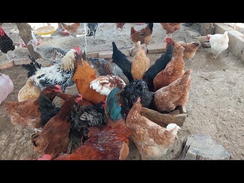 Video: ¿Pueden las gallinas comer tripas de calabaza?