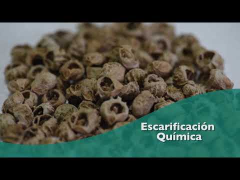 Video: Tipos De Tratamiento De Semillas