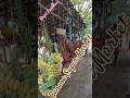 " Benfit of Banana Plant"-- ,banana leaves ,stems,root#banana #foodbuzz #medicine