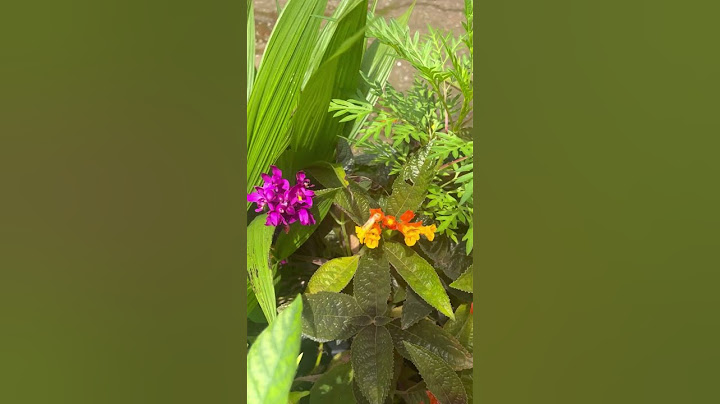 മാസങ്ങൾക്കു ശേഷം വീണ്ടും എന്റെ വീട്ടിൽ തിരിച്ചെത്തി #youtubeshorts #shorts #fyp #nature #morning