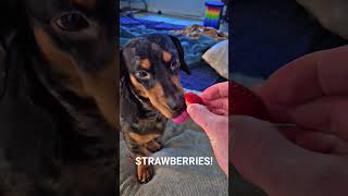 Koda testing out a strawberry #dachshund #doxie #dog lovers #doglife #pets #love #food