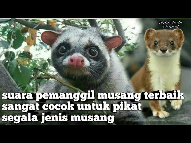 SUARA PIKAT SEMUA JENIS MUSANG PALING JITU class=