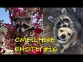 Cмешные ЕНОТЫ #16 / Приколы с ЕНОТАМИ 2021 / Funny Raccoons.