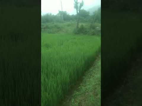 సద మ డల చ కలచ న పర సర ప ర త ల ల గజ ద డ ల