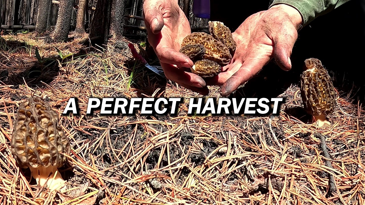 Morel Mushroom Harvesting and Drying Techniques