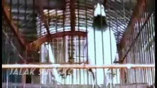 Download lagu jalak sungko #burungkicau