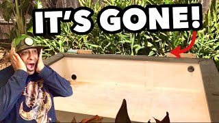 DIY BACKYARD PREDATOR POND FILTER FAILED!