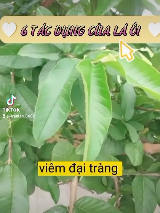 #laoi 6 tác dụng tuyệt vời của lá ổi