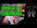 Animales captados en Chernóbil | Victimas de la Explosión en Chernóbil