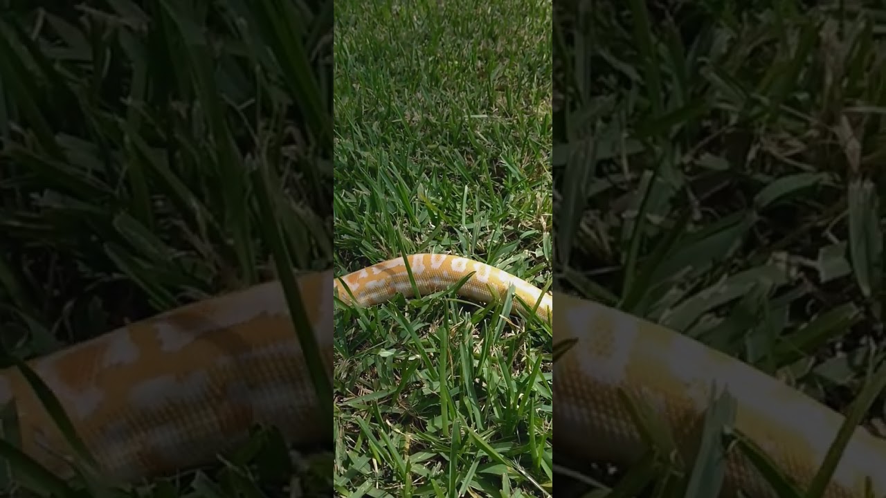 Albino Burmese python handling tips and tricks outside ‼️🐍