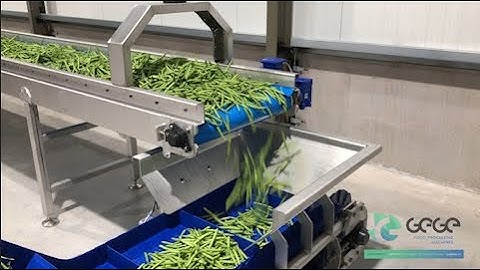 Green beans weighing and packing | GEGE Machinebouw