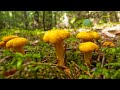 FIRST FOX MUSHROOMS! | Mushrooms 2021 | 4K | Грибы в беларуси 2021