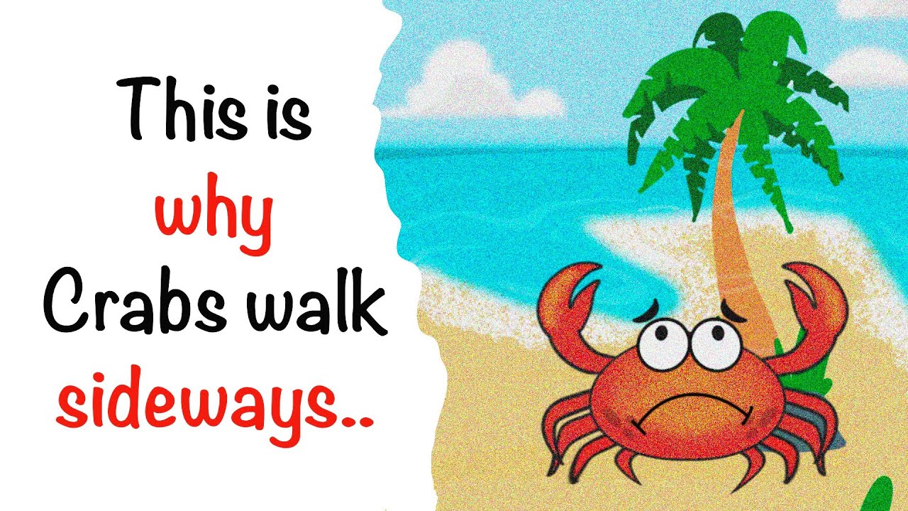 This is why crabs walk sideways - YouTube