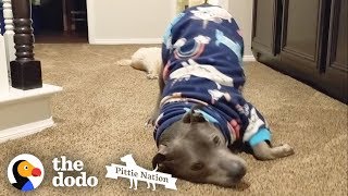 Smallest Pittie Puppy Ever Grows Up To Be Gorgeous| The Dodo Little But ...