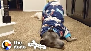 This Pittie's the Cutest, Biggest Baby Ever | The Dodo Pittie Nation