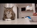 こそこそ盗み食いのタイミングを見計らってるけどバレバレすぎてるアザラシ