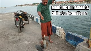 Mancing Strike Cumicumi 1,5 kg