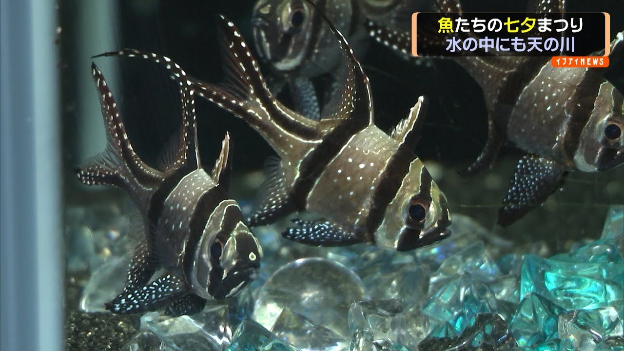魚たちの七夕まつり 水の中にも天の川 Youtube 魚たちの七夕まつり 水の中にも天の川 Youtube