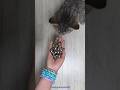 Reverse ASMR with a cute cat Leo and beads 😺✨️🐾#relaxing #satisfying #stressrelief #catasmr #funny