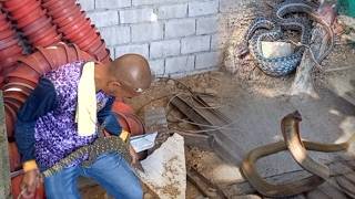 Mga Cobra, Bayawak, Keel Back Snake Sa San Ildefonso, Bulacan Jtg Kamandag