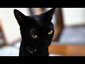 ごきげんジト目ねこ