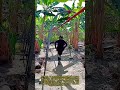 効率レベル バナナケーブルウェイシステムの実例:バナナ農園内部 架空ケーブルウェイ輸送システム