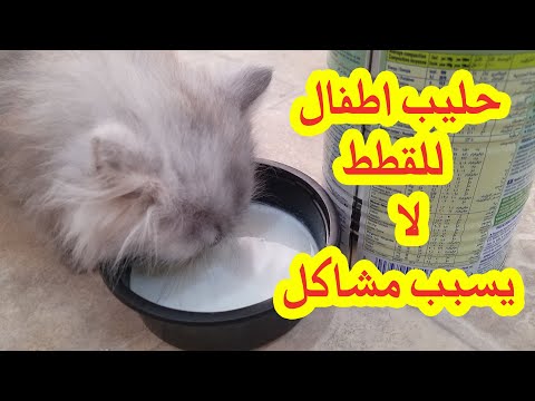 افضل حليب للاطفال يستخدم للقطط مناسب جدا لا يسبب لهم اسهال ولا اي مشكلة