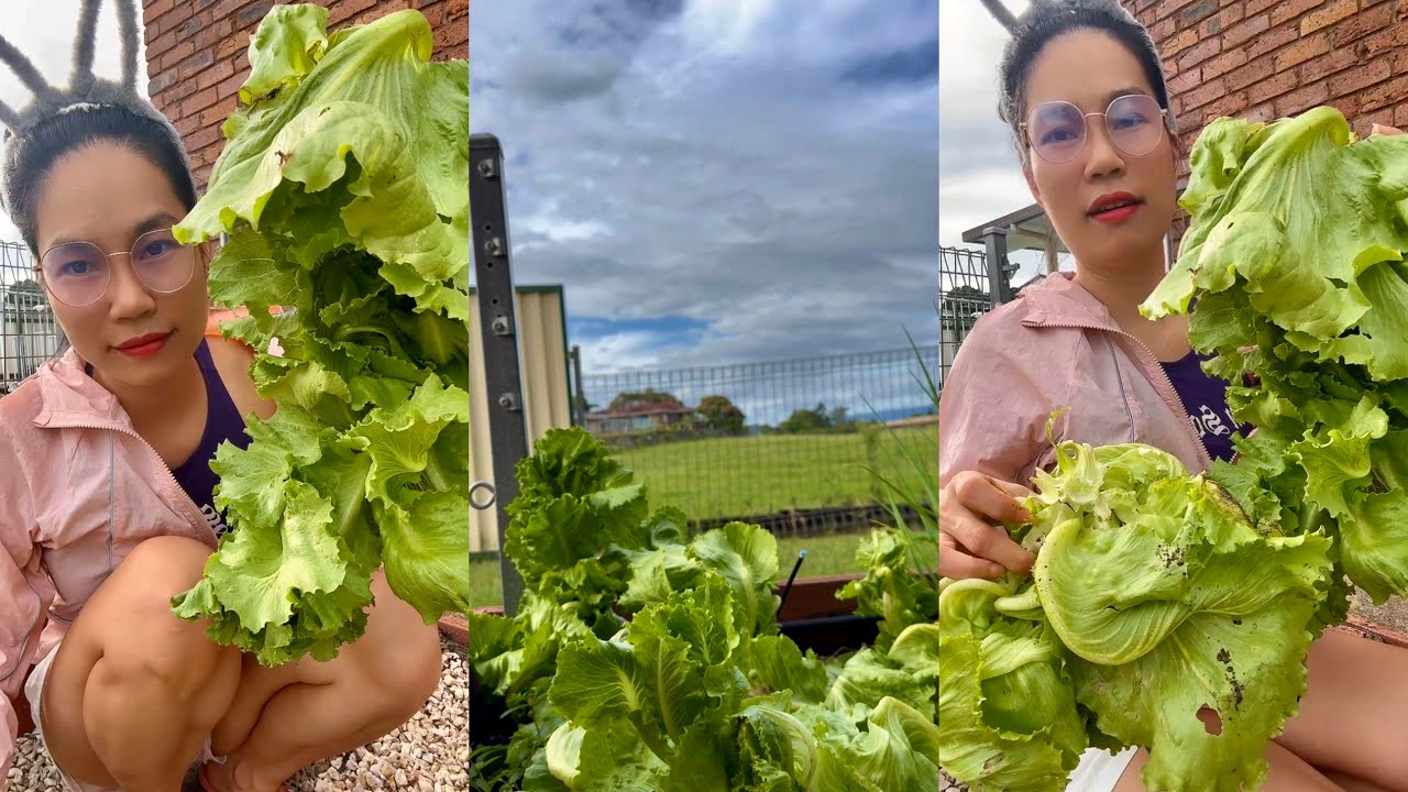 Thu hoạch xà lách tại vườn nhà - Trồng ít cây xà lách mà ăn không hết