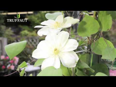 Vidéo: Plantation d'accompagnement de Gardenia : Quelles sont les bonnes plantes d'accompagnement pour Gardenia ?