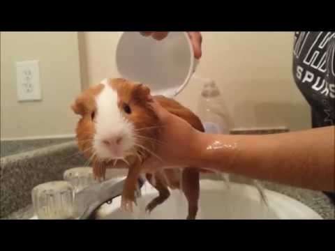 bathing my guinea pig