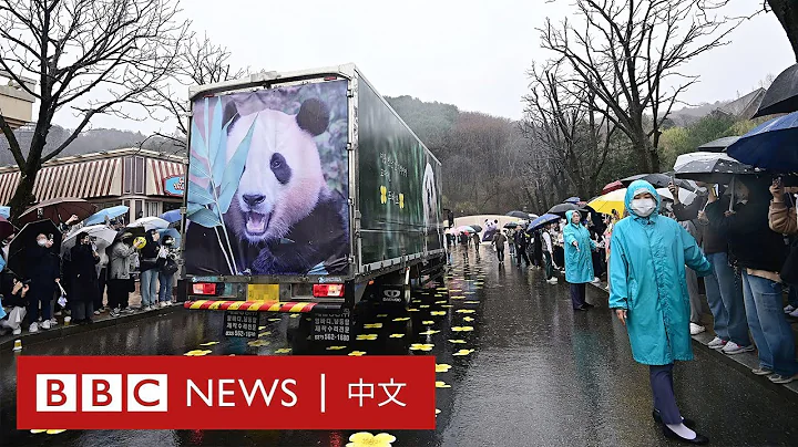 旅韓熊貓「福寶」啟程往中國 粉絲流淚送別－ BBC News 中文 - 天天要聞