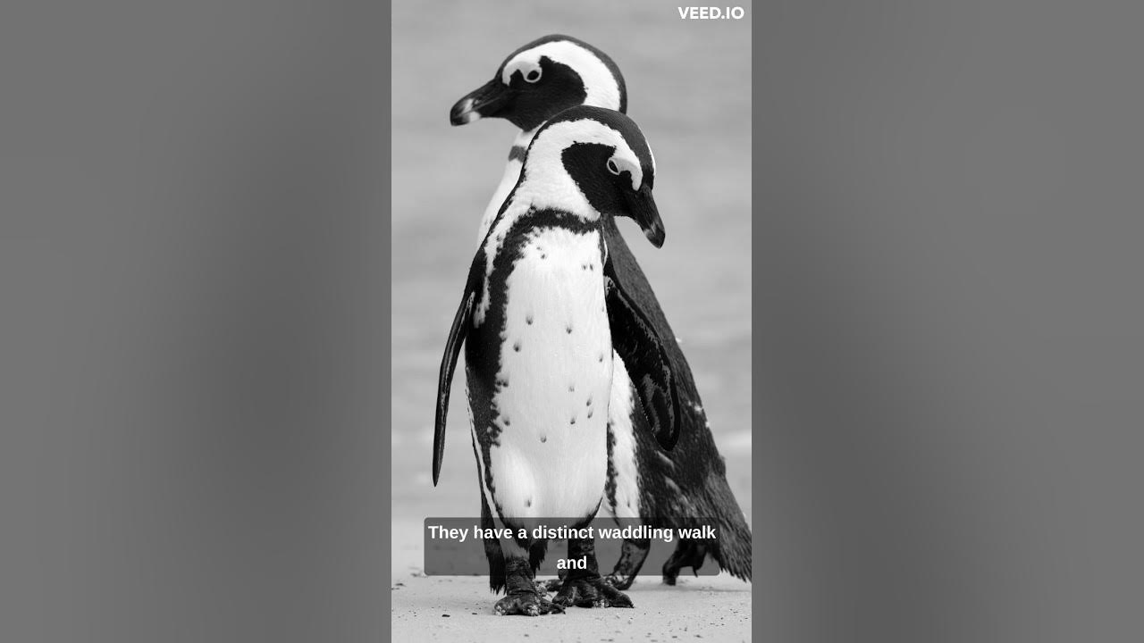 Amazing Facts About Penguins shorts YouTube amazing-facts-about-penguins-shorts-youtube