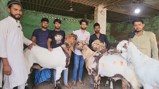 Salim Qureshi Goat Farm Ke Bade Shandaar Bakre In Alwar | Top Notch Quality Ke Goats.