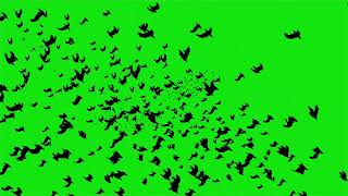 So many birds green screen
Here is another free chromakey footage. Direct Download link available for Members (on demand). Join as a member using this link. #birds #greenscreen
https://www.youtube.com/channel/UCQknwbqji_FNTtPfBCcKV0Q/join
Please dont re upload as it is with green screen background.
Thank you for watching this video. Please a like and Subscribe for more videos. So many birds green screen