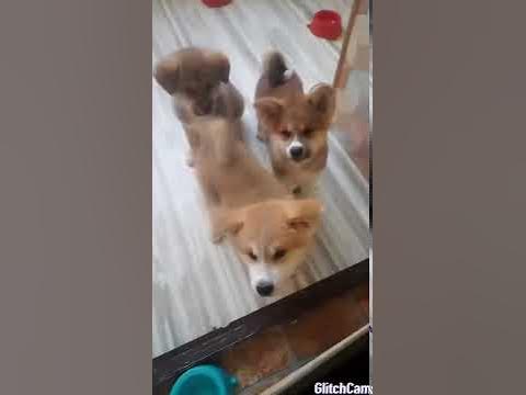 Сабачки🐶🐕😁 - YouTube