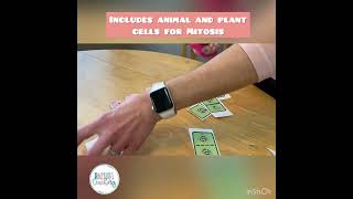 Mitosis Cell Cycle