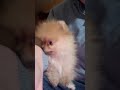 My cute puppy pomeranian