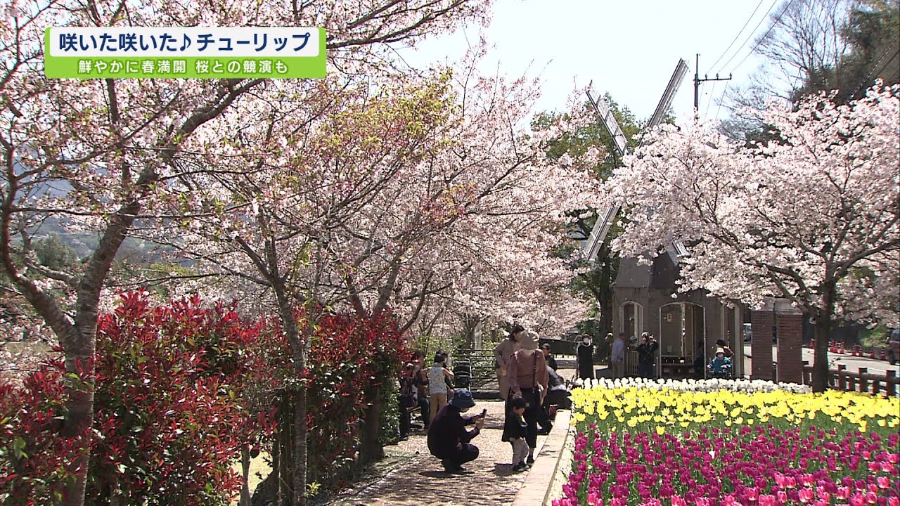 咲いた咲いた♪チューリップ【テレビトクシマ】 - YouTube