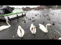 Feeding swans ducks pigeons and seagulls