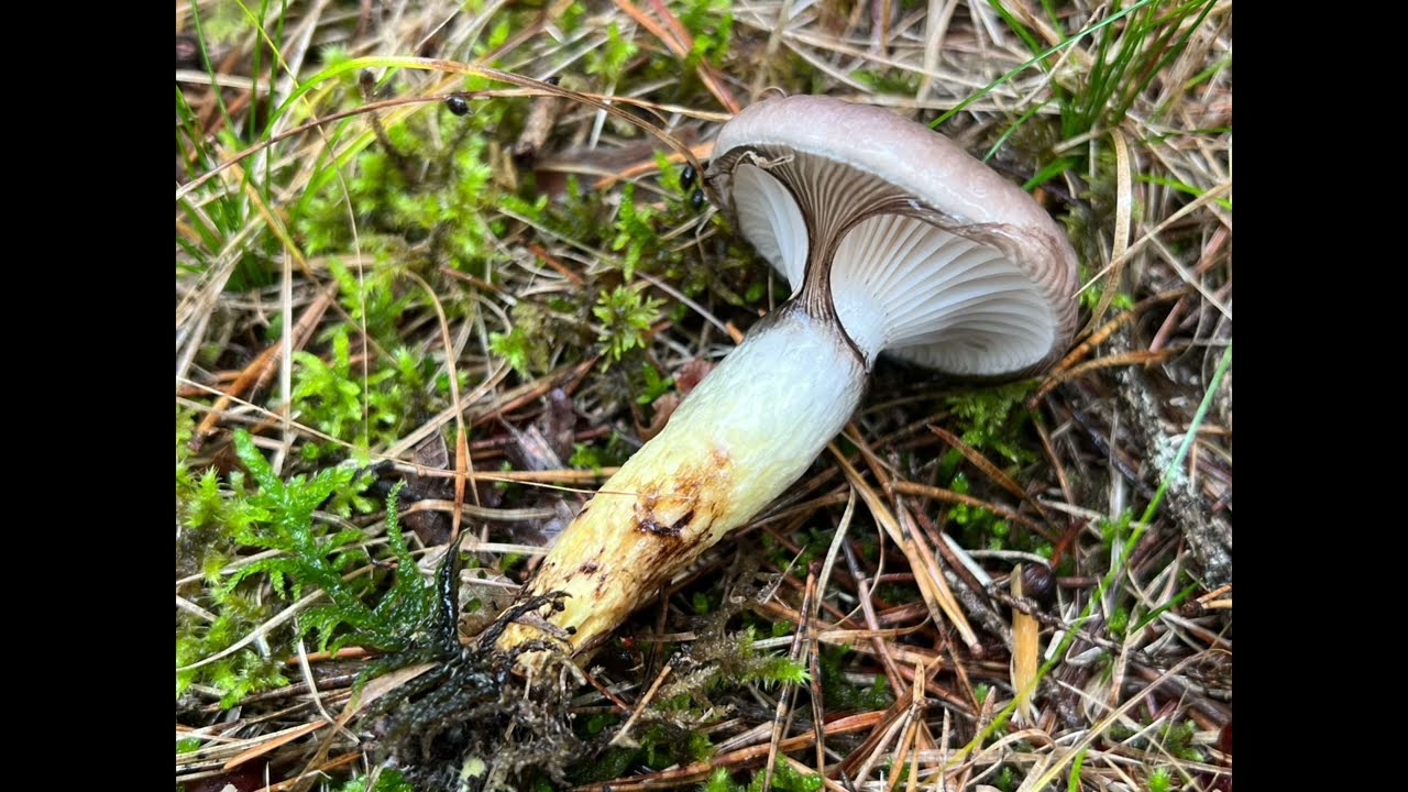 Kuhmaul Gomphidius glutinosus