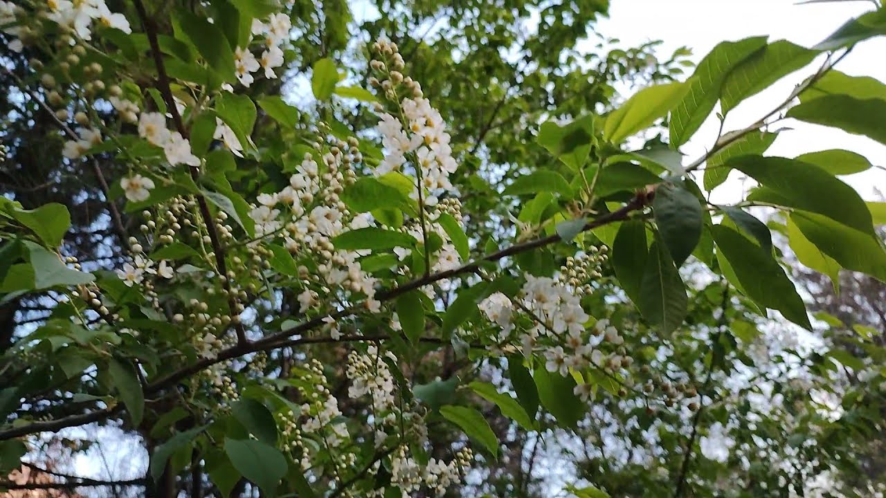 Черёмуха Белая (Кавер) Поёт Людмила Иволга (репертуар М Журавлёвой ...