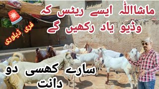 Anwar Goat Farm Orangi Town 