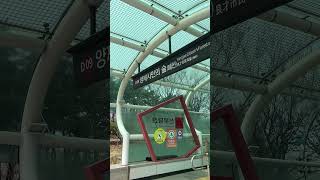 지금 양재 벚꽃 보고 당장 가야할 곳