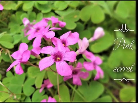 Video: Oxalis - Useful Properties, Reproduction And Care Of Acid. The Use Of Acid Recipes